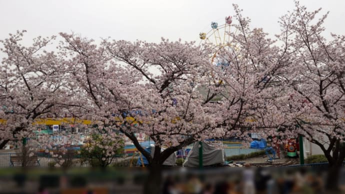 お花見