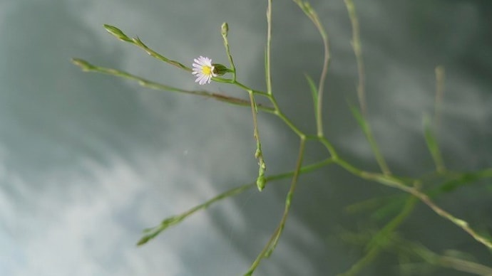 ホウキギク(箒菊)・アメリカアサガオ(亜米利加朝顔)・アレチヌスビトハギ(荒地盗人萩)・キタキチチョウ蛹羽化・ベッコウハゴロモとアオバハゴロモ・チュウゴクアミガサハゴロモ・俳句鑑賞