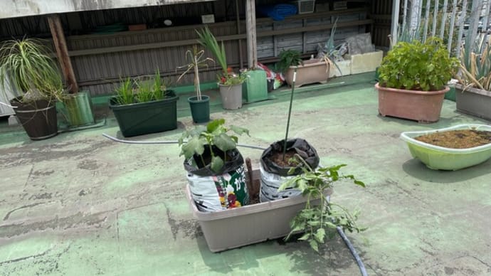 アイコが大変なことに