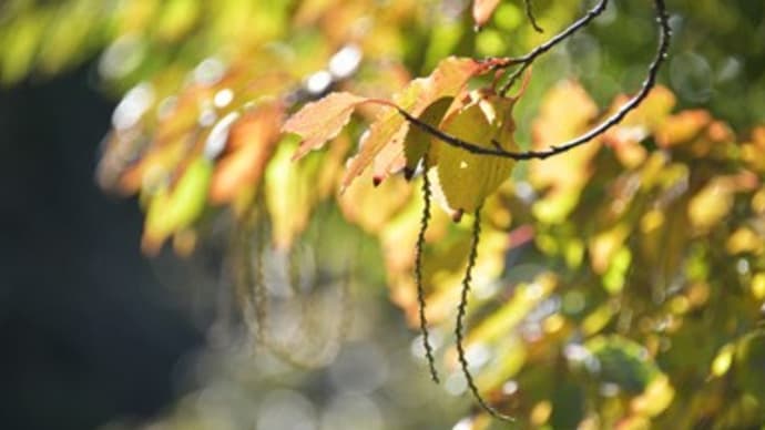 木五倍子の紅葉