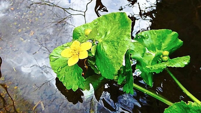 北国の春： 一級河川釧路川水系仁多川上流（北海道弟子屈町）でエンコウソウとワサビの花が咲いていました