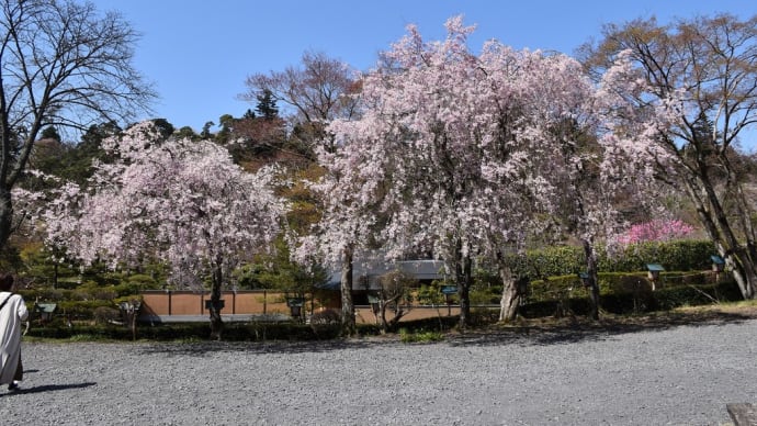 さくら狩り 福島県白河市 南湖公園(4)楽翁桜(らくおうざくら)