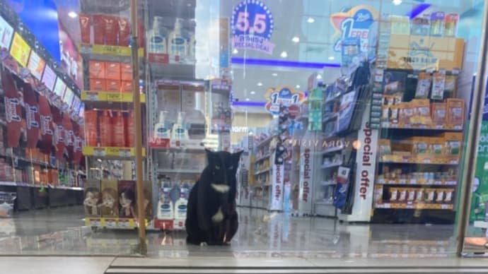 猫とうさぎとおでんと。
