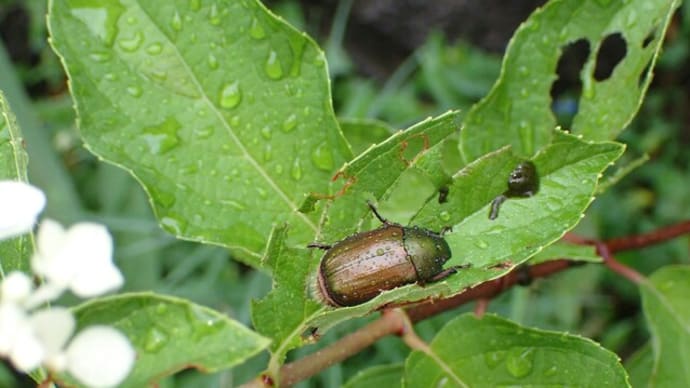 7月中旬に出会った虫