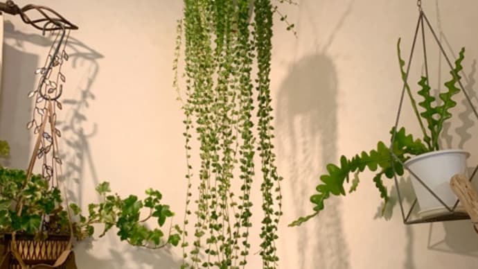 ミリオンハートを流木仕立てに