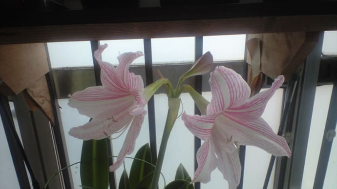 季節の花でも