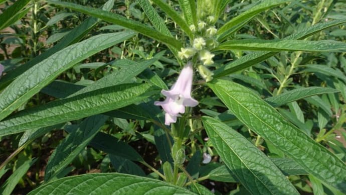 ごまの花の記憶