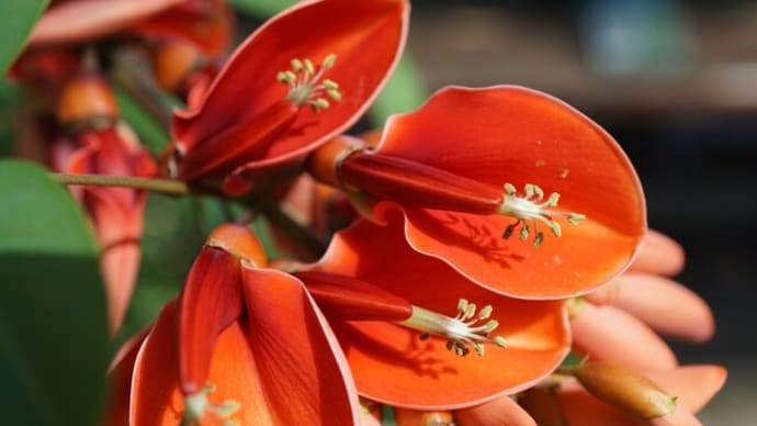 夏の花:丸葉梯梧