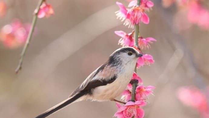 視力を失わないために できること 2 眼球運動ダメ!