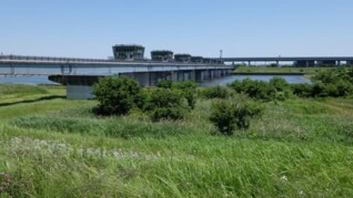 2023神奈川河川ﾎﾟﾀﾘﾝｸﾞ『相模川下流』⑤相模大堰