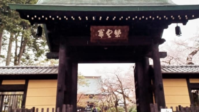 豪徳寺の桜と招き猫