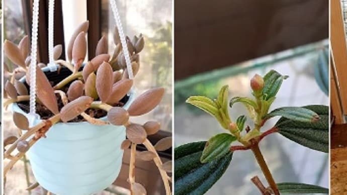 もの凄い強風だったので今日はサンルームで越冬中の草花の手入れをしたとですぅ~ヽ(^o^)丿