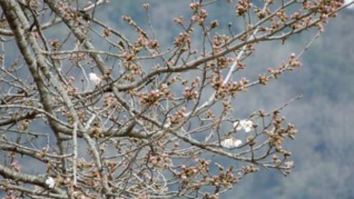 桜の開花宣言・・・