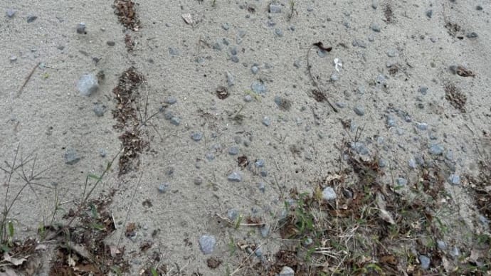 砕石が沸いてくる・・畑
