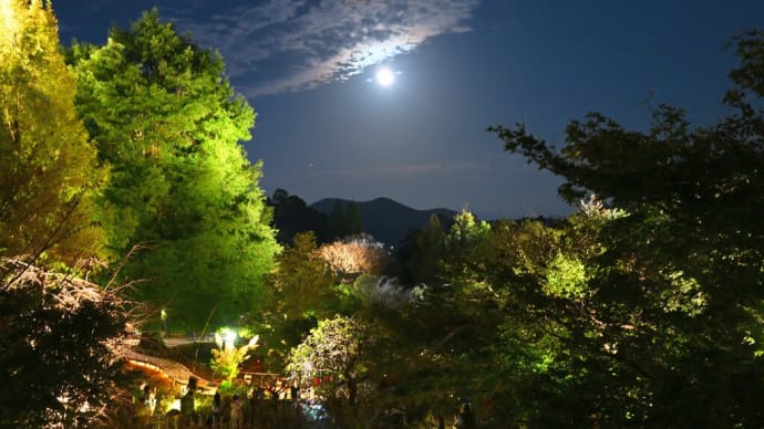 牧野植物園 観月会