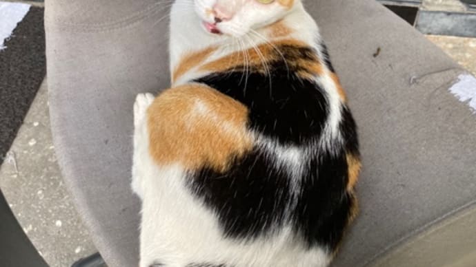 ちょっといつもと違う朝猫。