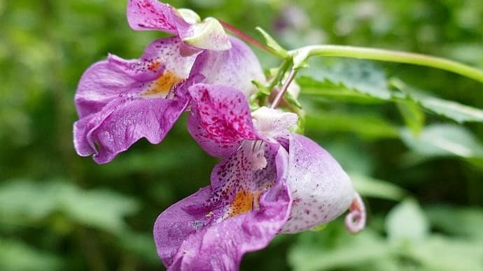 初秋の里山野の花散歩