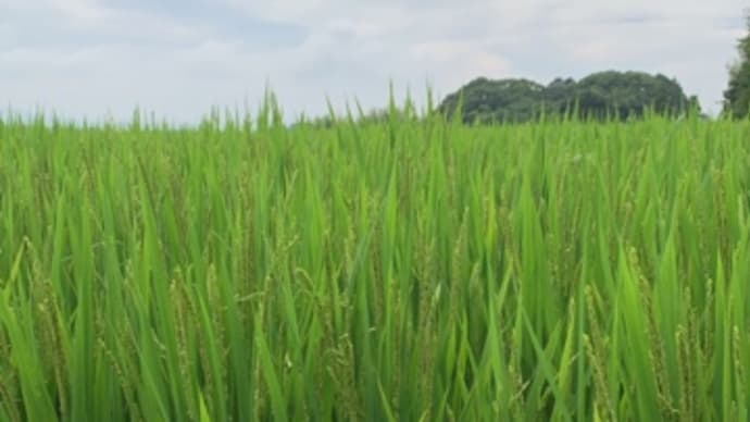 まだまだ暑い、、、