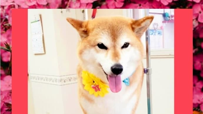🐕 デジャブ❔❓ 👀目も合わせられなかったーーー💦