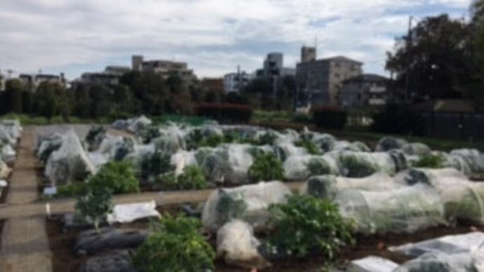 週末農業は思っていた以上におもしろい/都市住民の農的ライフスタイルに対するニーズは高いぞ~!!