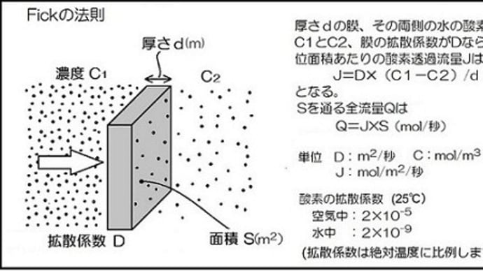 両生類の呼吸ーその4