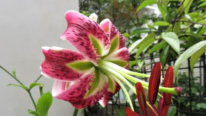 自宅の花 7月上旬(カノコユリ、カサブランカ、ユーコミス、ツユクサ)