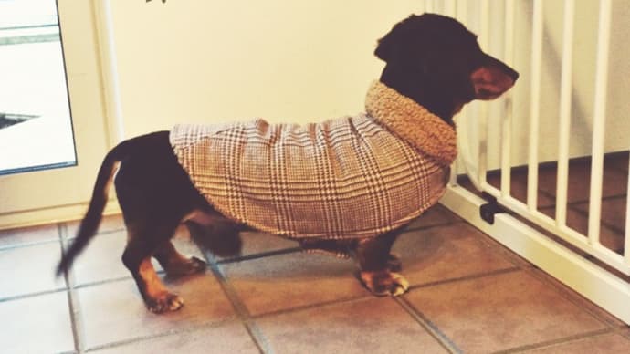 犬に洋服を着せるのはなぜ?