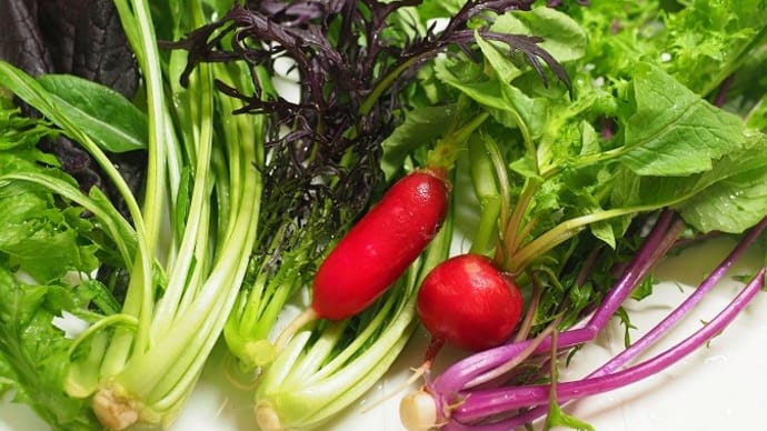 京都の産直お野菜とお行儀のいいエビさん