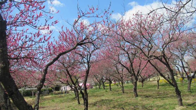 4月の花、桜・桃・菜の花・芝さくら他、華やかで魅せてくれますが自粛で人影はまばら!