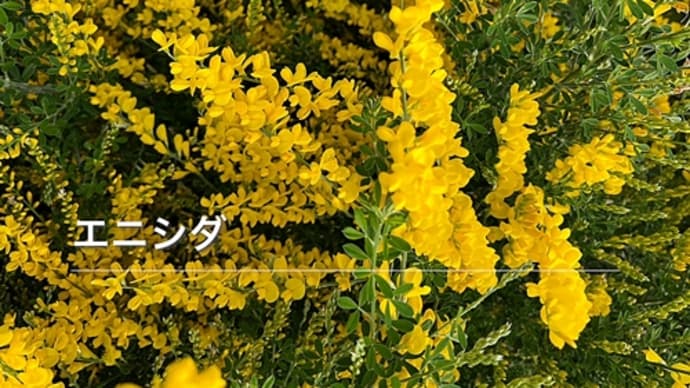 元気を貰える黄色い花々♪