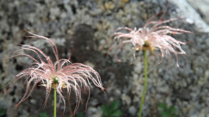 室堂山登山道で見かけた花(立山)