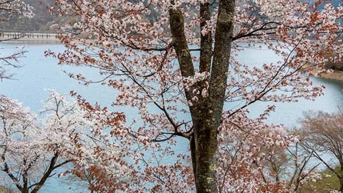 奥多摩湖見晴らしの丘の桜と外大野の古木桜