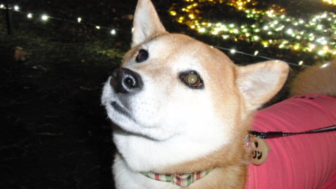 クリンの居ない日を偲ぶ・・・1日目