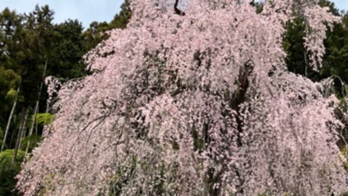 今年の枝垂れ桜。
