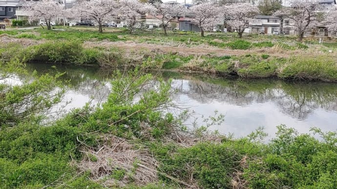 【友人提供】埼玉県飯能市 - 入間川沿いの桜並木