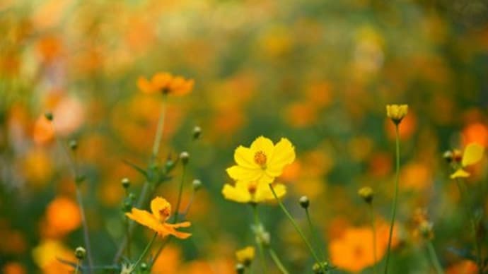 黄花コスモス