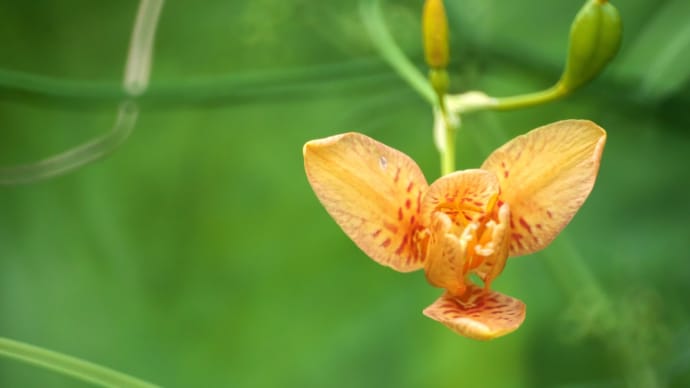 草原散歩3