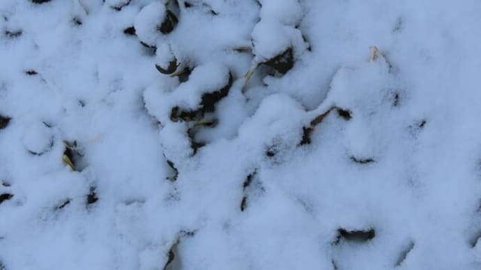 降雪 2025/02/08