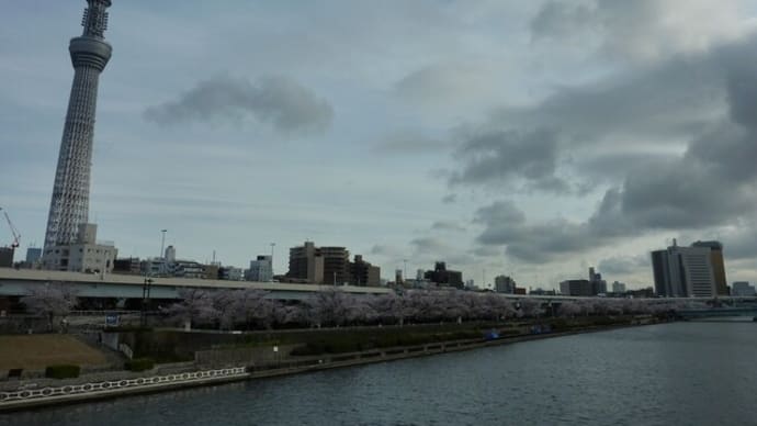 墨堤の満開桜、花見散歩 220330