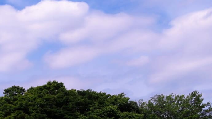 暑さ復活? 白い彼岸花も咲き始めました。