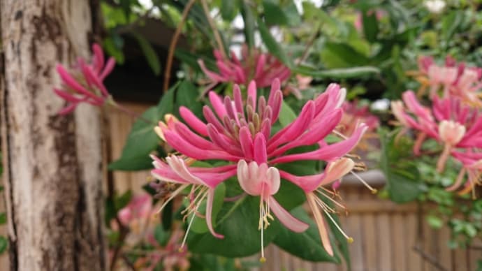 芍薬園に行ってきた ♬世界に一つだけの花(SMAP)