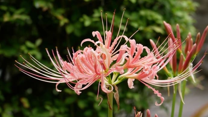 お彼岸の花ではなくなっちゃう?