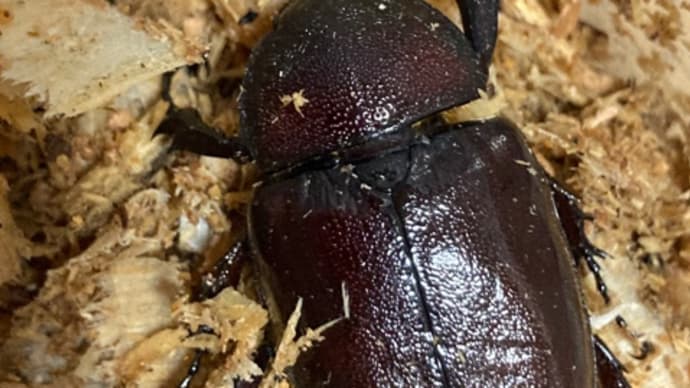 クワガタとカブトムシ