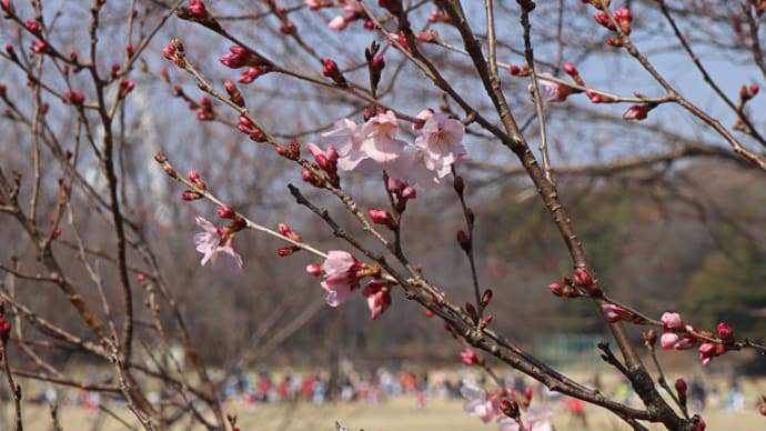 ティーボール 一宮市・大野極楽寺公園 3
