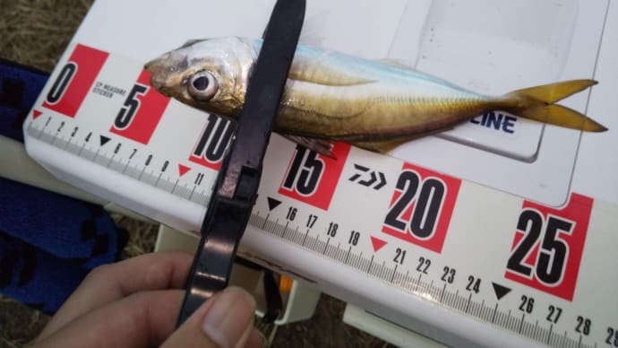 急遽出撃も激渋のアジ釣り
