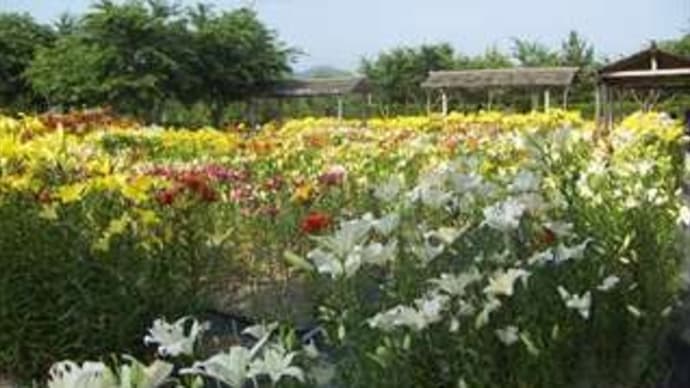 篠山玉水ゆり園in兵庫県篠山市