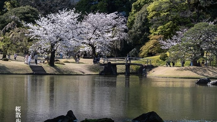 卯月、庭園の桜景。