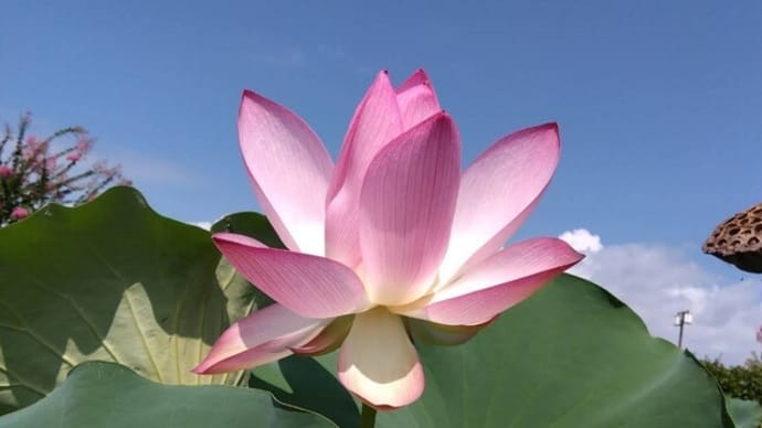 「涼風至(すずかぜいたる)」