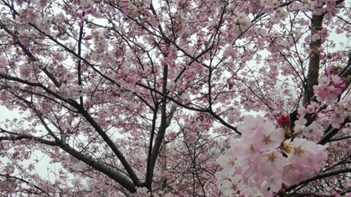 桜の季節になりましたね