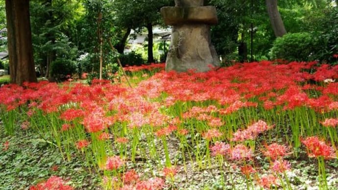 2024年 9月26日(木)の「彼岸花」(4)